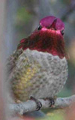 Anna’s_Hummingbird_orig