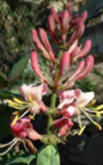 Lonicera_hispidula_orig