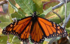 Monarch_butterflyBG