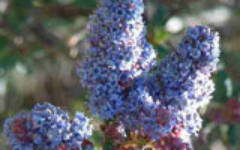 ceanothus_celestial_blueBG