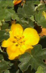 fremontodendron