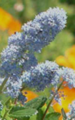 poppies_ceanothus_orig